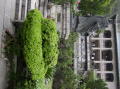 Qu Yuan Shrine-618