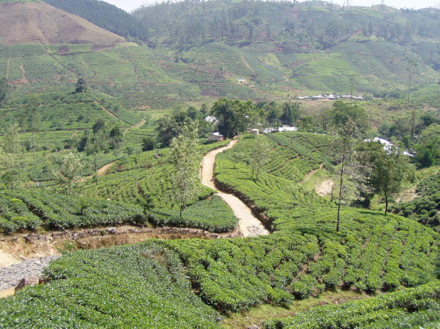 Tee plantages