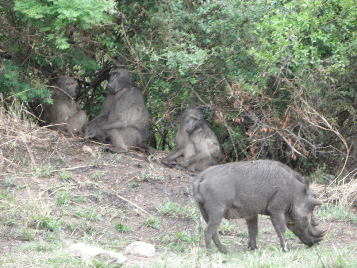 Hluhluwe National Park002