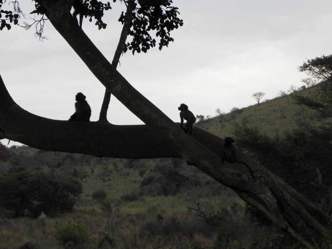 Hluhluwe National Park003