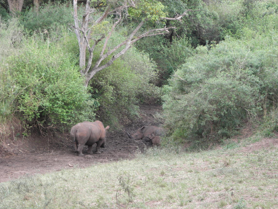 Hluhluwe National Park004