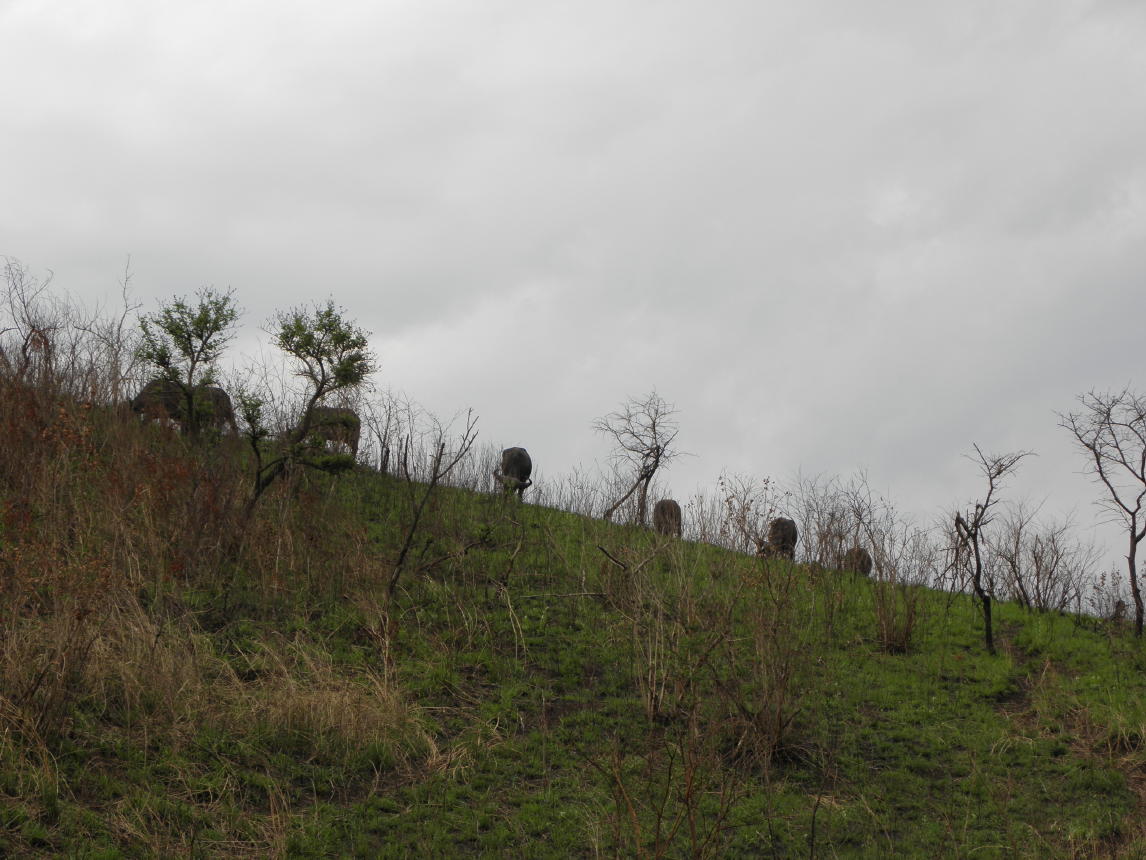 Hluhluwe National Park005