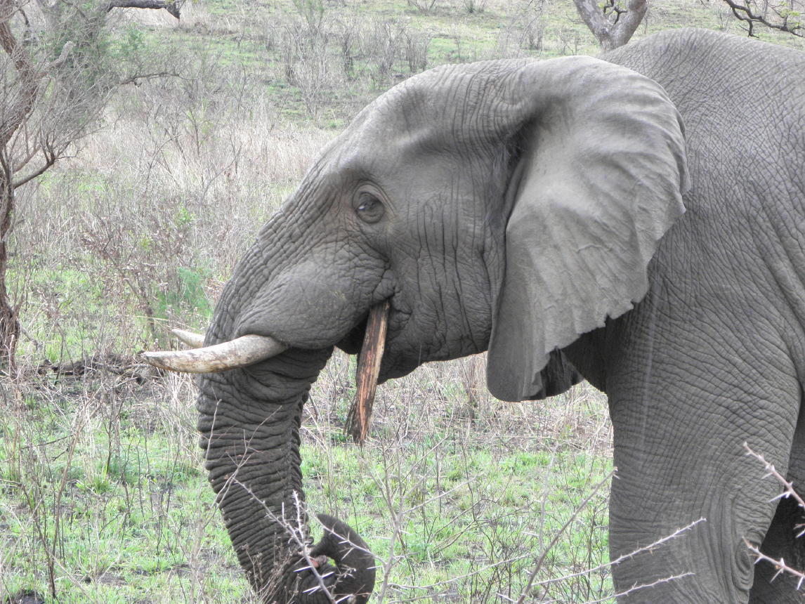 Hluhluwe National Park006