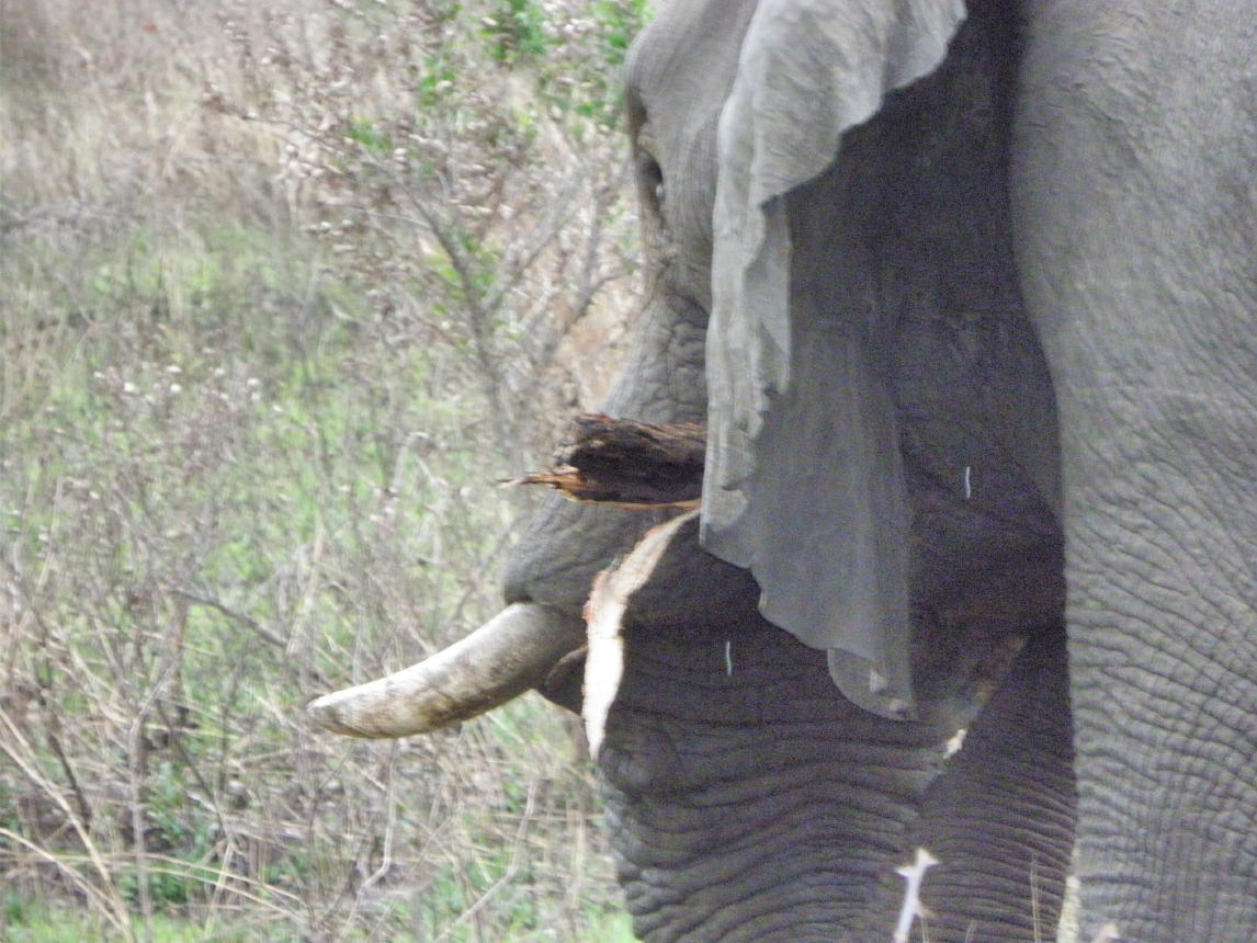 Hluhluwe National Park007