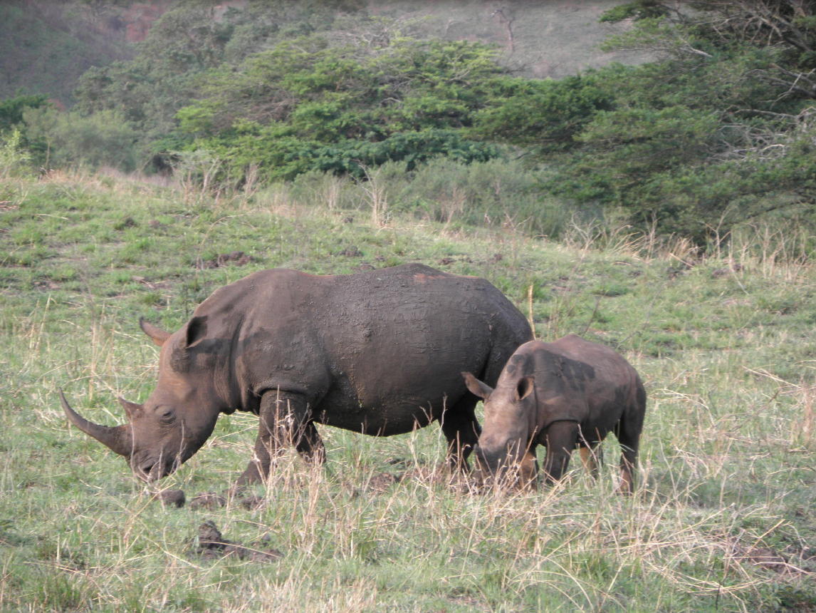 Hluhluwe National Park013