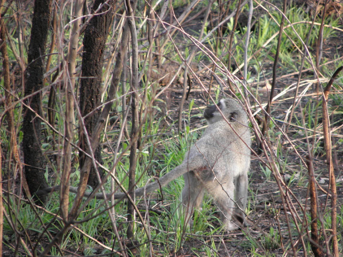 Hluhluwe National Park015