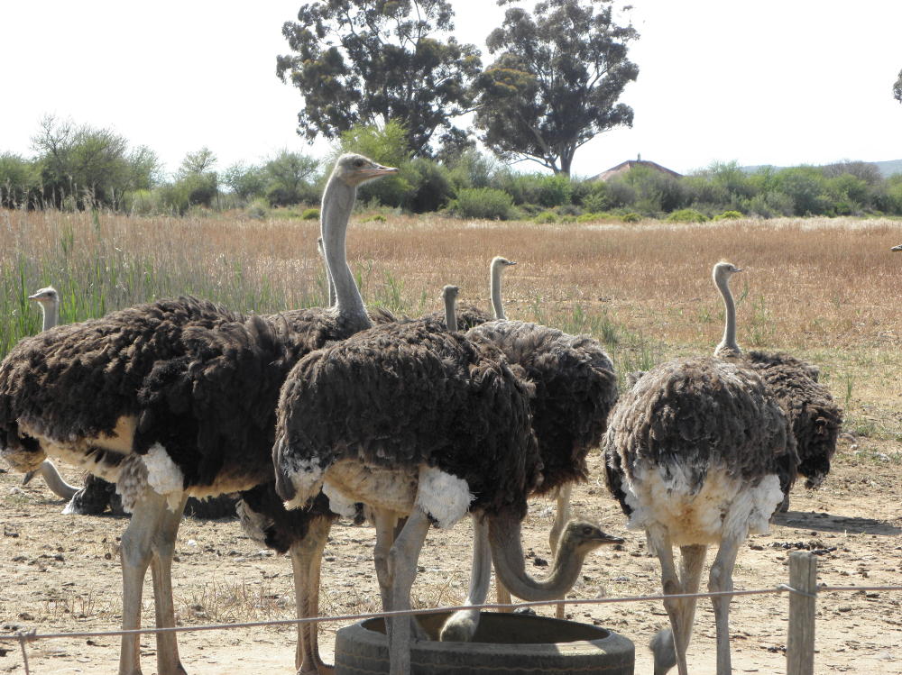 osterich farm Oudtshoorn 001