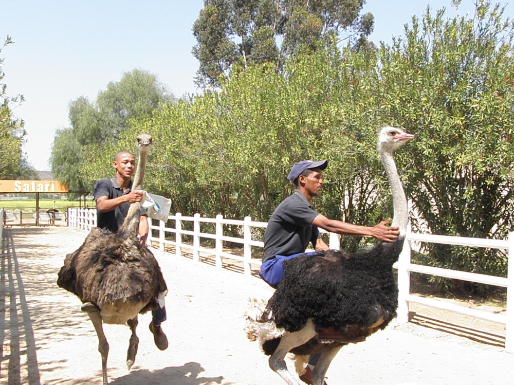 osterich farm Oudtshoorn 014